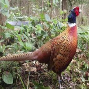 Chinese Ringneck Pheasants