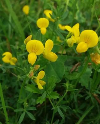 Cert Leo Trefoil 25KG