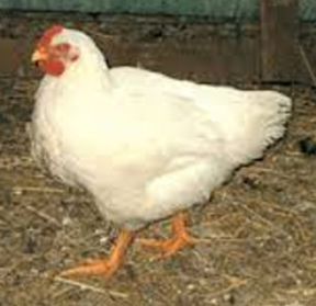 Cornish Cross Giants