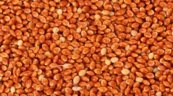 Crown Proso Millet