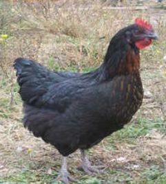 Dual Pupose Assortment