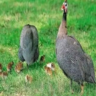 Guinea Fowl