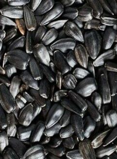Masterfeeds Black Oil Sunflower Seeds 40LB