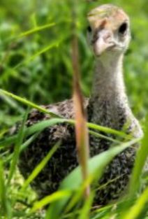 Orlopp Bronze Turkey