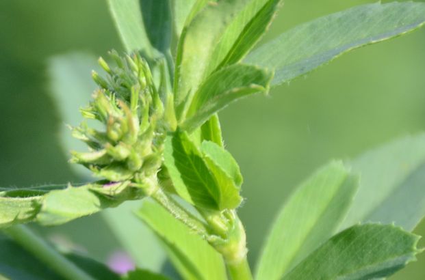 Ranchers Choice Brand Alfalfa - 25KG