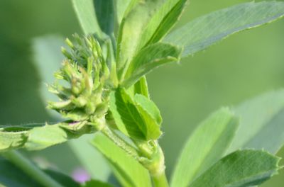 Ranchers Choice Brand Alfalfa - 25KG