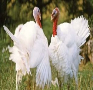 White Turkey