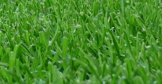 Deluxe Blend Lawn