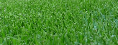 All Purpose (Sun and Shade Lawn Seed)