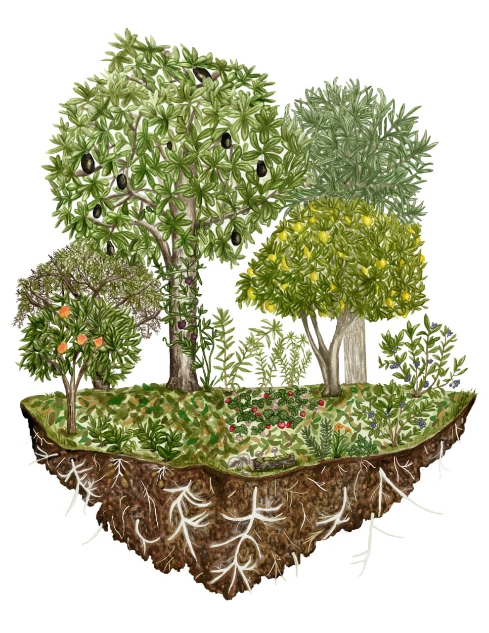 Curso online en directo 10 y 11 de enero 2026 "Bosques Comestibles"