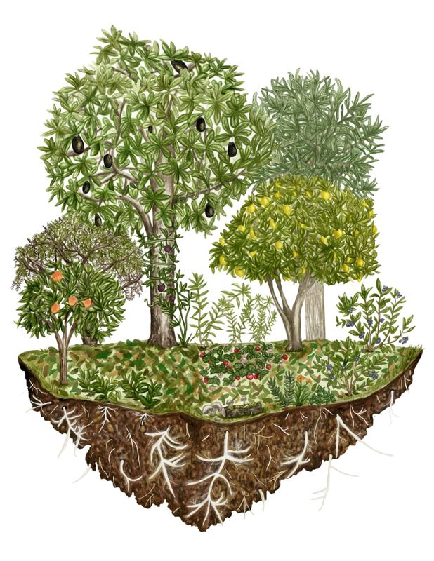 Curso online en directo 10 y 11 de enero 2026 "Bosques Comestibles"