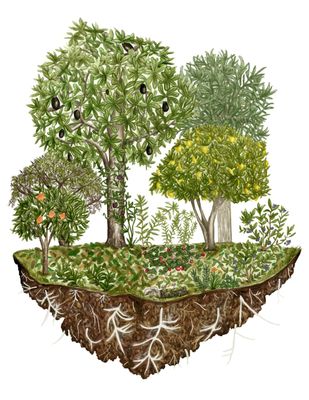 Curso online en directo 10 y 11 de enero 2026 "Bosques Comestibles"