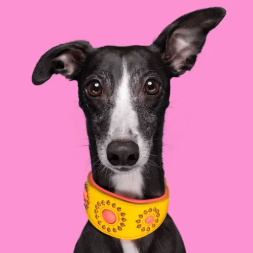 Jessy Halsband - Windhond