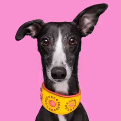 Jessy Halsband - Windhond