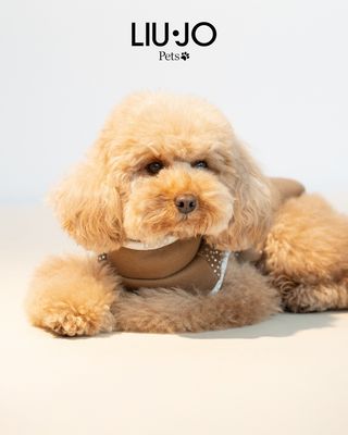 Liu-Jo sweater met strassteentjes