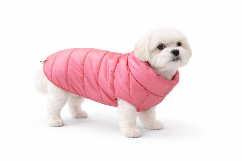 I Love My Dog - Easy Jacket - Papaya - Maat XL
