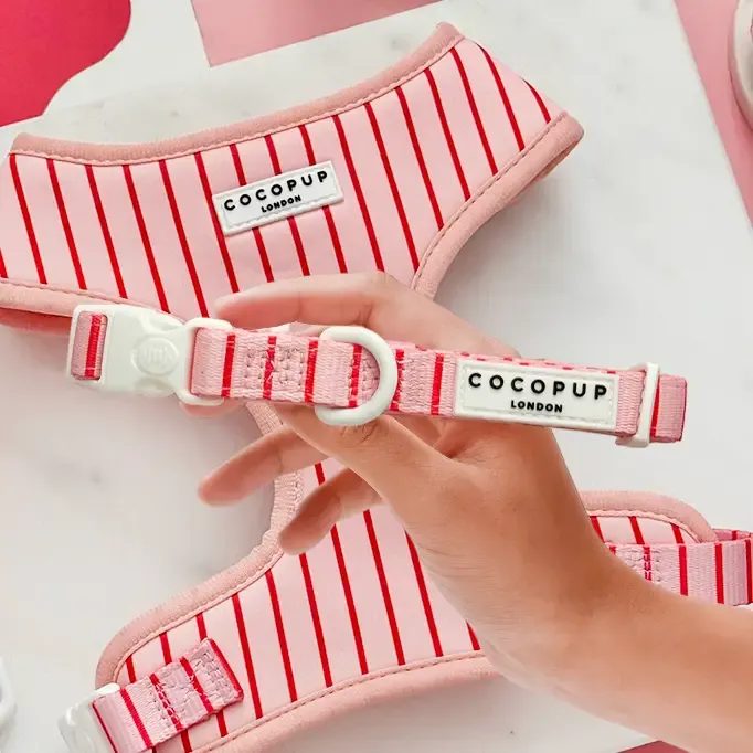 Cocopup London - Candy Stripe KRAAG