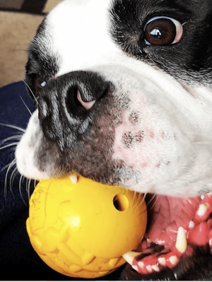 Soda Pup ID Ball - Ultra Durable Chew Ball Toy