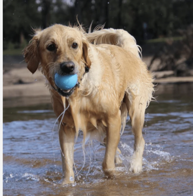 Soda Pup Ball - Ultra Durable Rubber Chew Toy & Floating Retrieving Toy