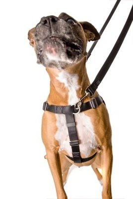 Freedom No Pull Harness Deluxe Training Package - Medium 1" (Fits 22"-28")