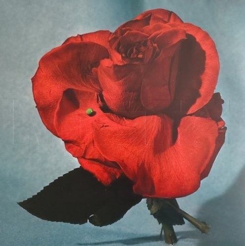 METZ - UP ON GRAVITY HILL (INDIE EXCLUSIVE) (LIGHT BLUE W/ TRANSLUCENT RED BLOB) (VINYL) (12" LP RECORD)