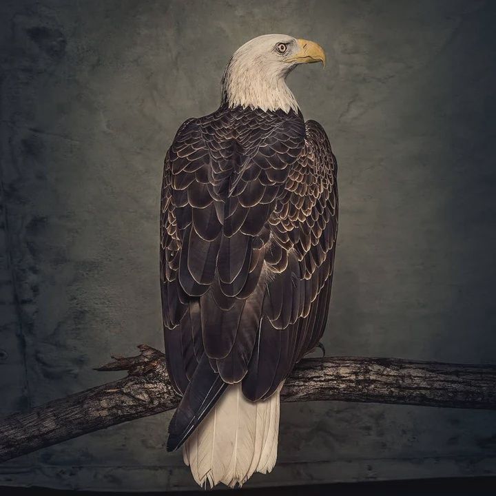 CLUTCH - BOOK OF BAD DECISIONS - (VINYL LP RECORD)