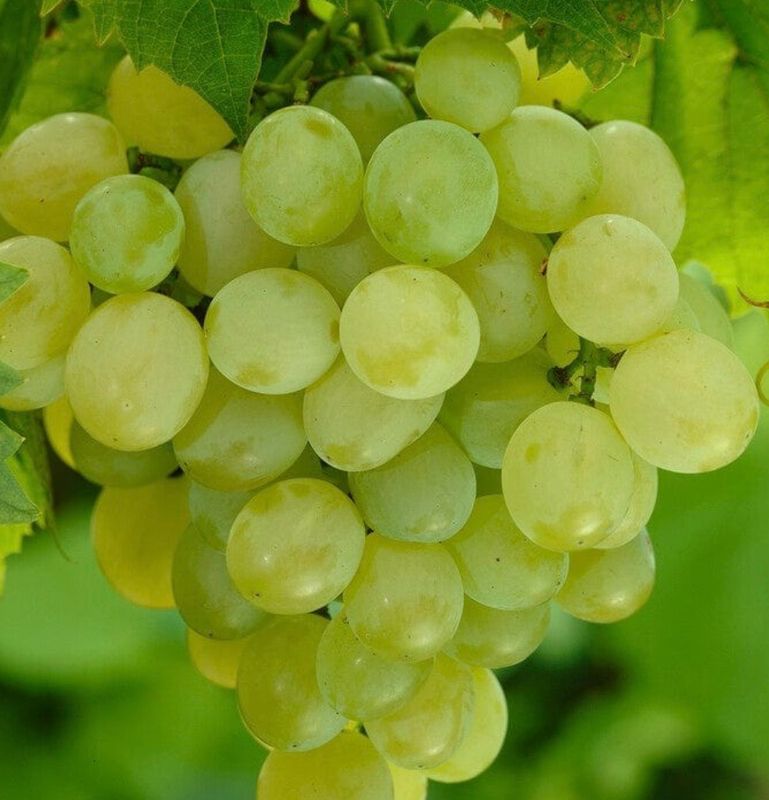 Grape T Grape