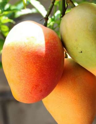 Kensington Pride Seedling 