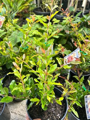 Pomegranate Elache