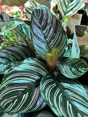 Calathea
