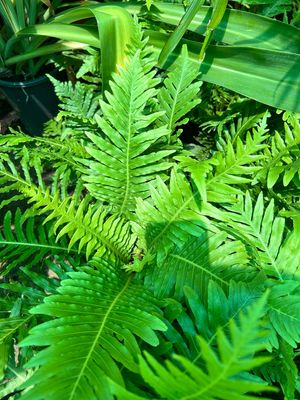 Silver Lady Fern