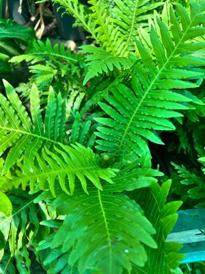 Silver Lady Fern