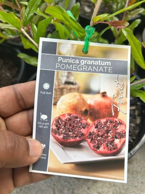 Pomegranate ‘Wonderful’