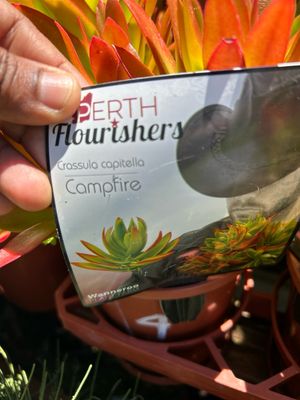 Crassula Capitella Or Campfire Succulent