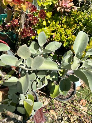 Silver Spoon Succulent