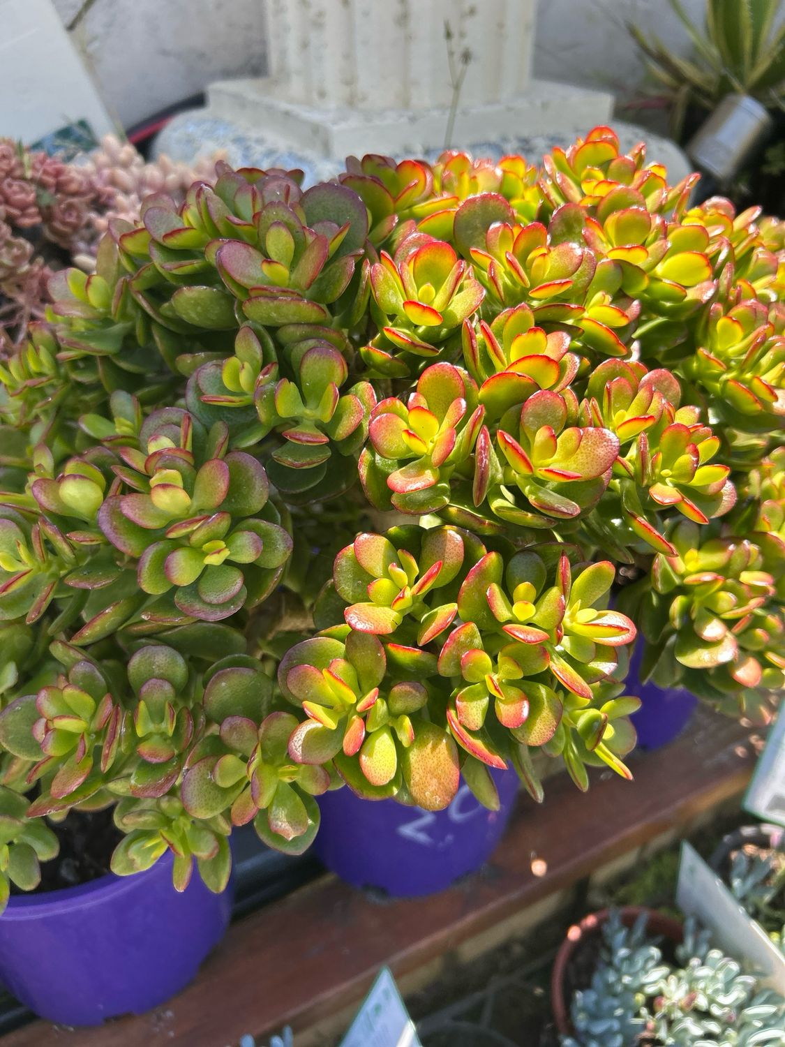 Crassula