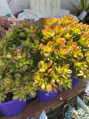 Crassula