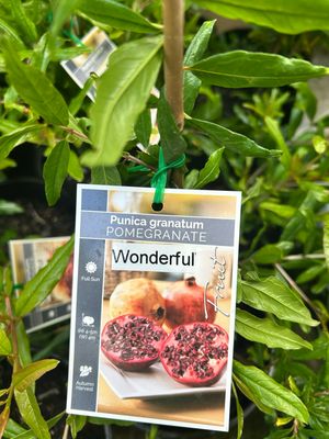Pomegranate Wonderful
