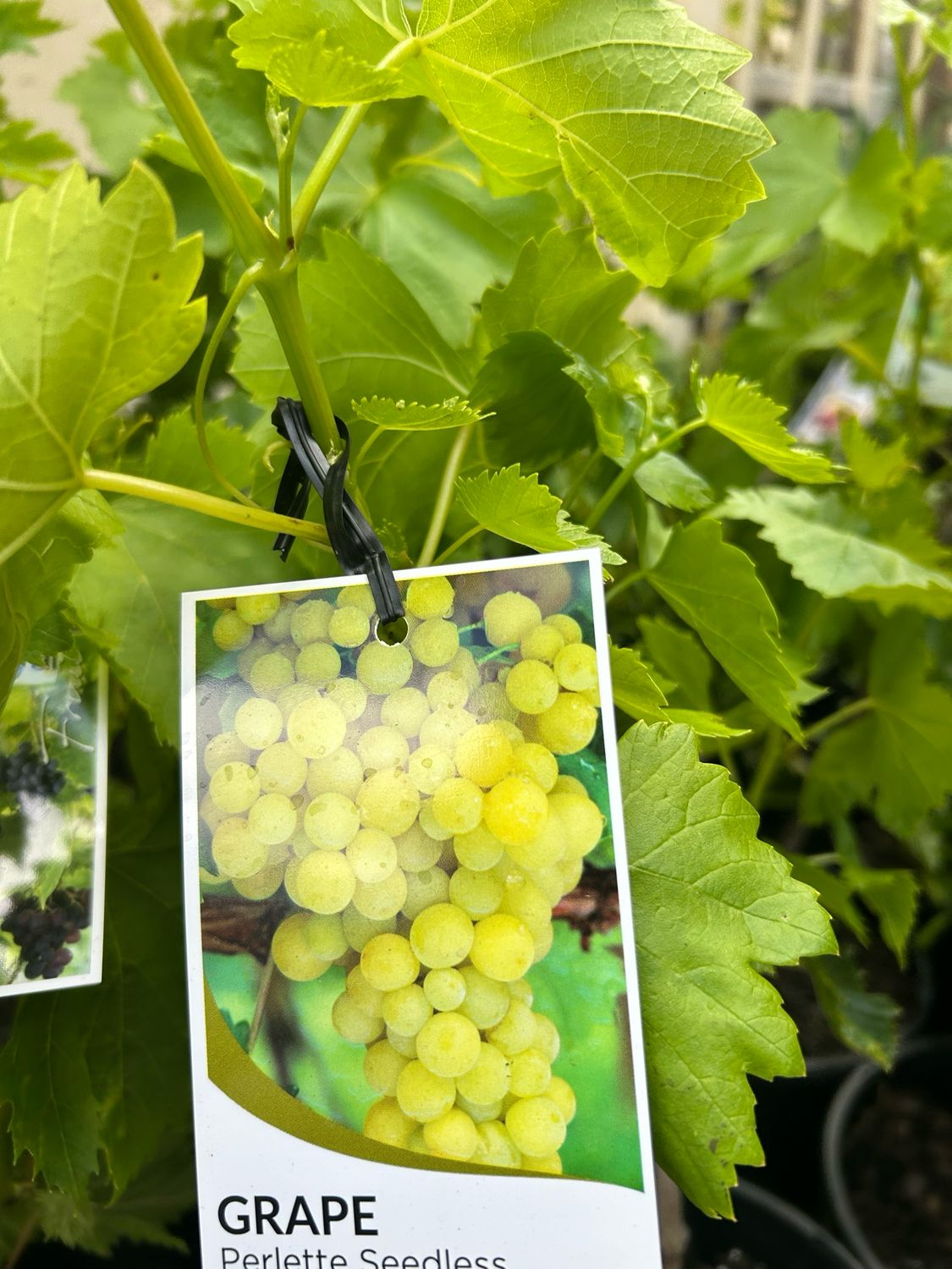 Dawn Seedless