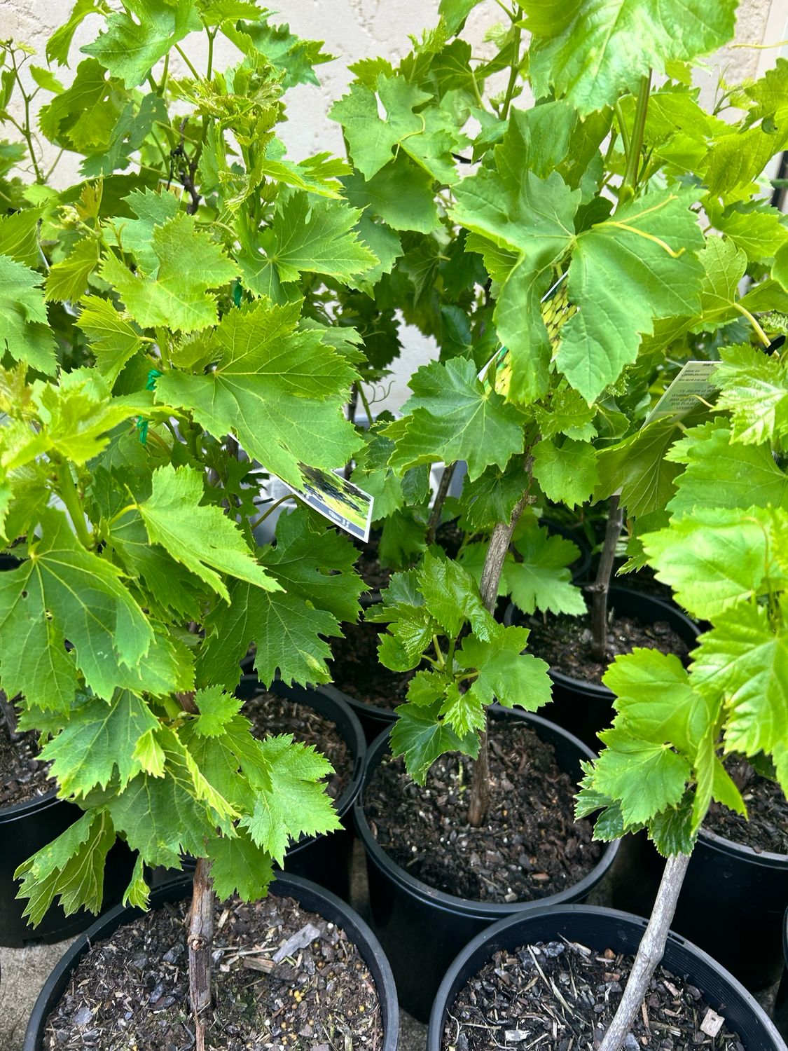 Crimson Grape Seedless