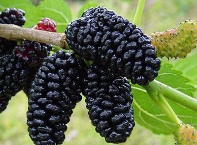 Dwarf Mulberry