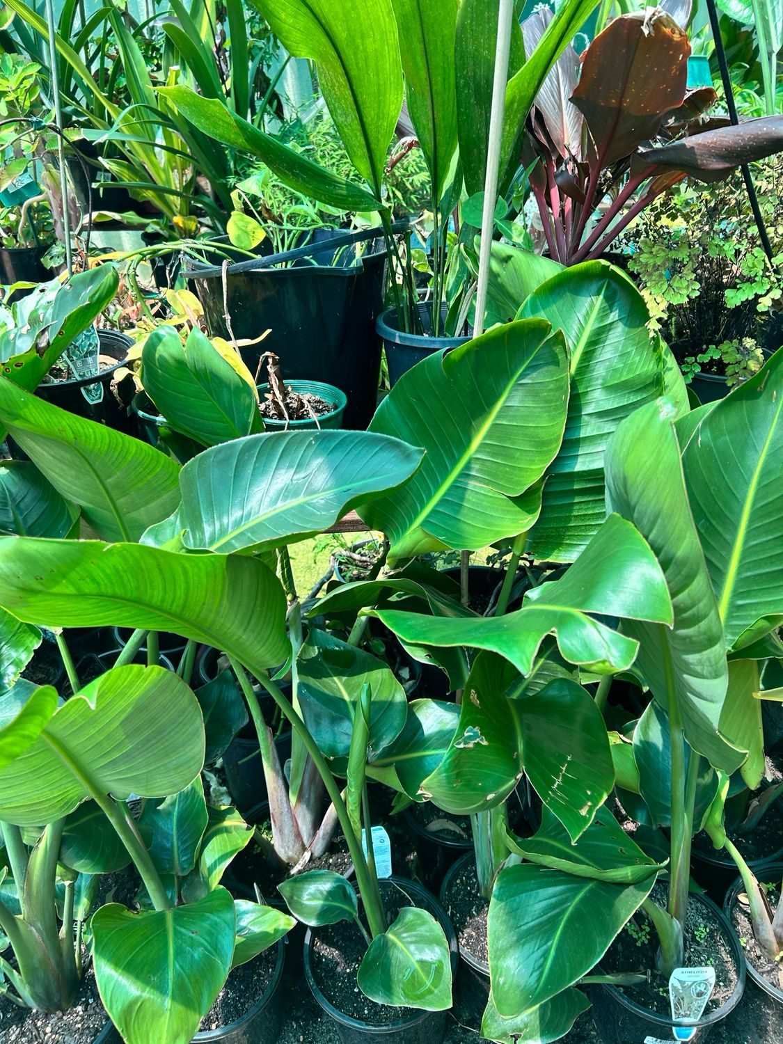 Birds Of Paradise White Strelitzia Nicolai