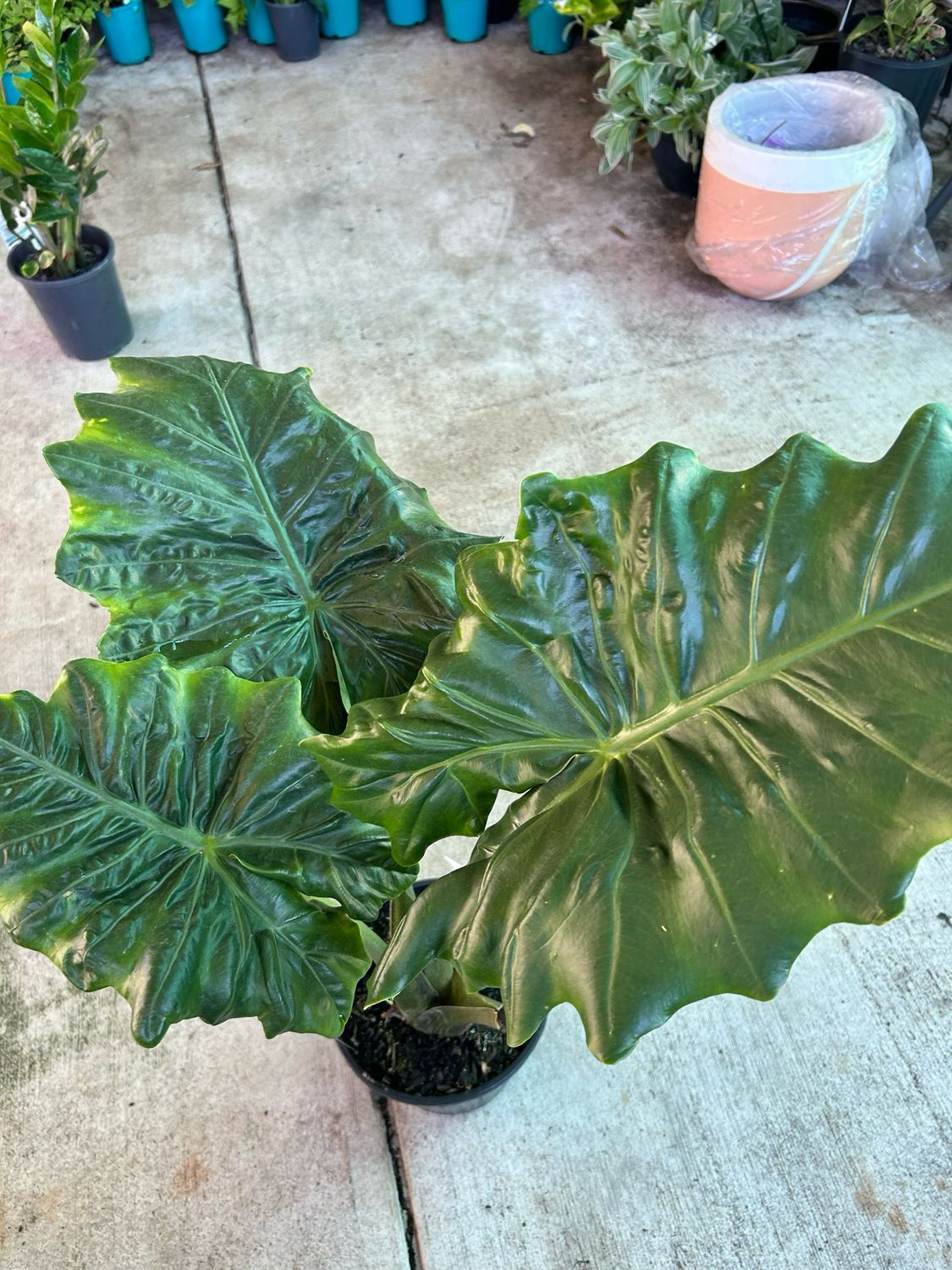 Alocasia Or Elephant Ears