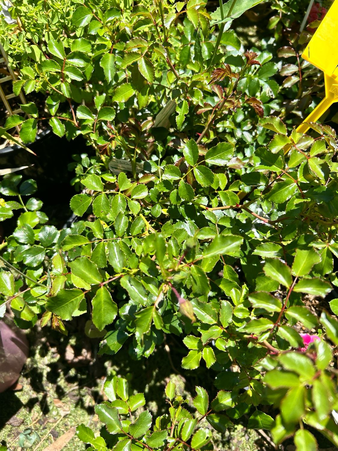 Alocasia Imperial Red