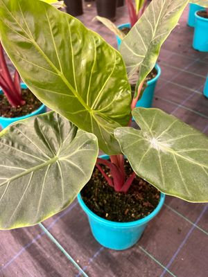 Alocasia Imperial Red