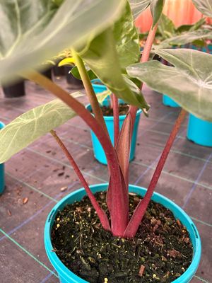 Alocasia Imperial Red 5 L Pot