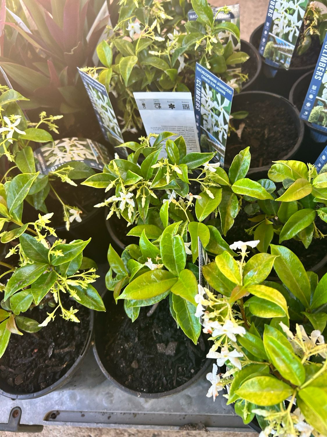 Chinese Star Jesmine