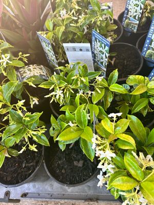 Chinese Star Jesmine