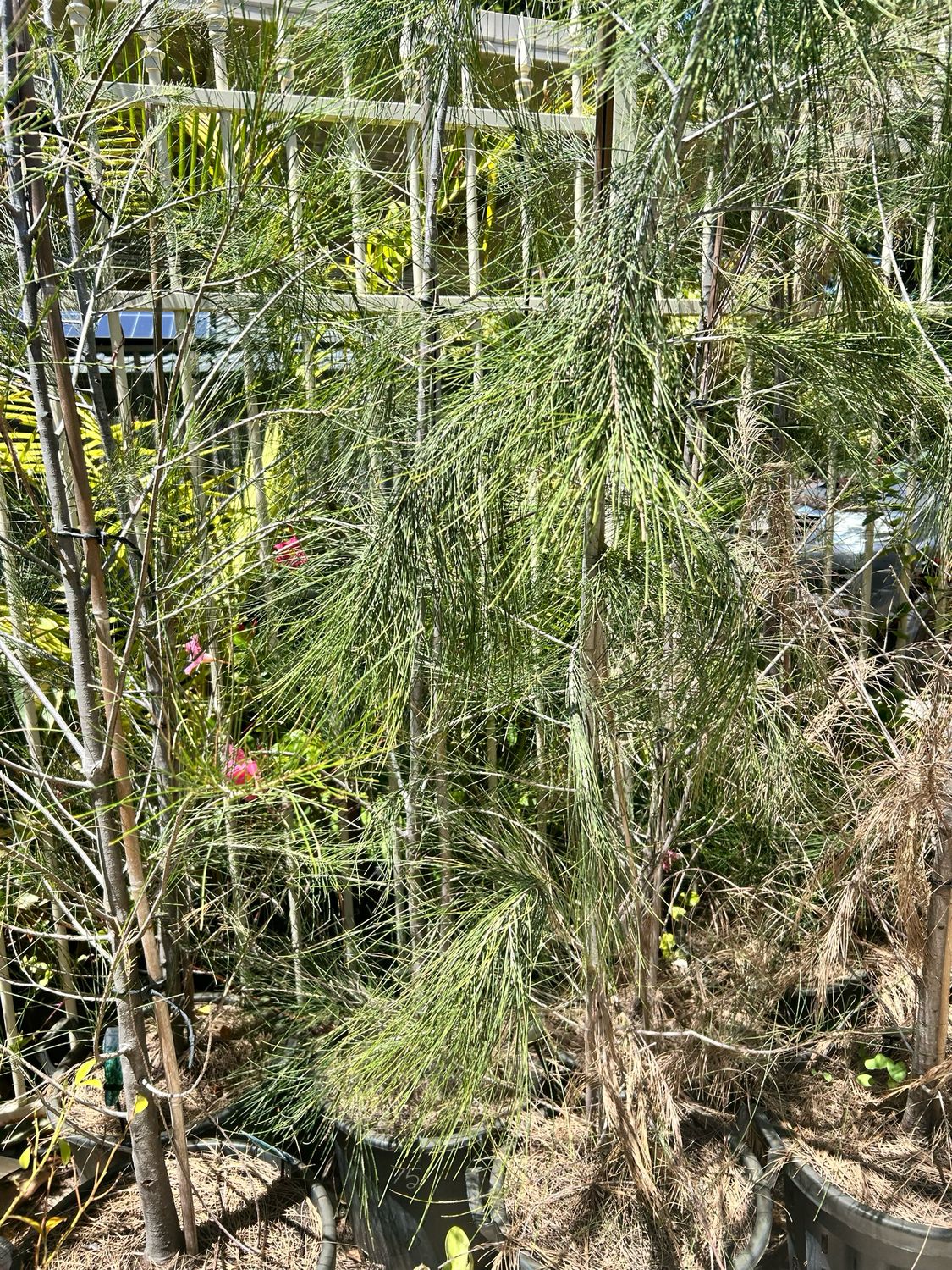 River She oak Casuarina Cunninghamiana