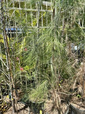 River She oak Casuarina Cunninghamiana